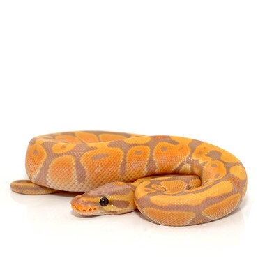 Banana Royal Python, Male